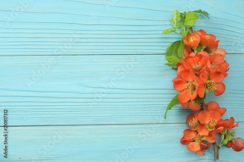 Fototapeta Naklejka Na Ścianę i Meble -  quince blossom on blue wooden background. red flowers. top view with copy space