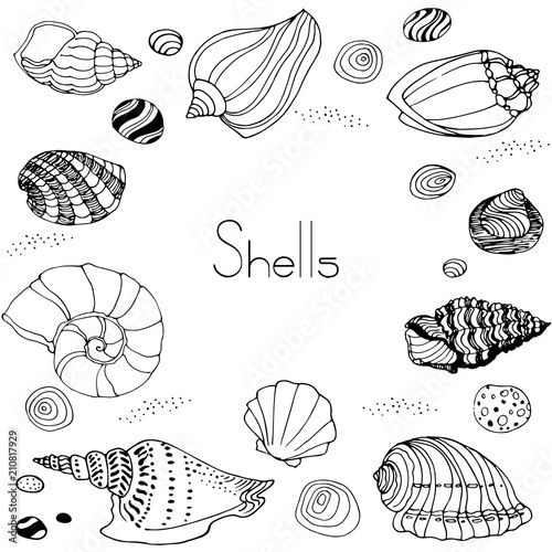 Set of hand drawn shells © Nadezhda