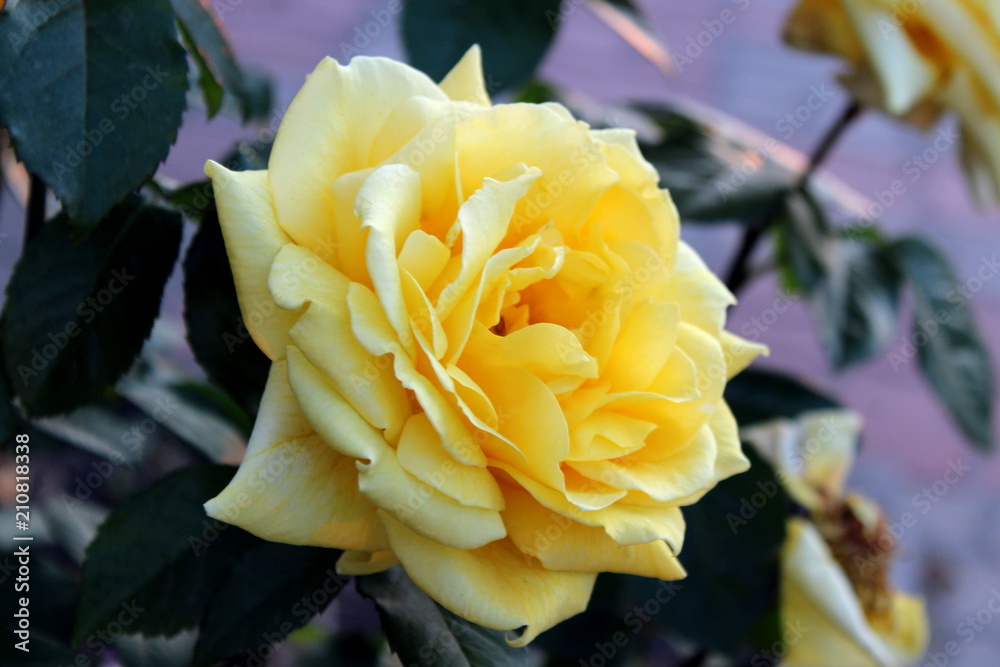 a huge yellow rose