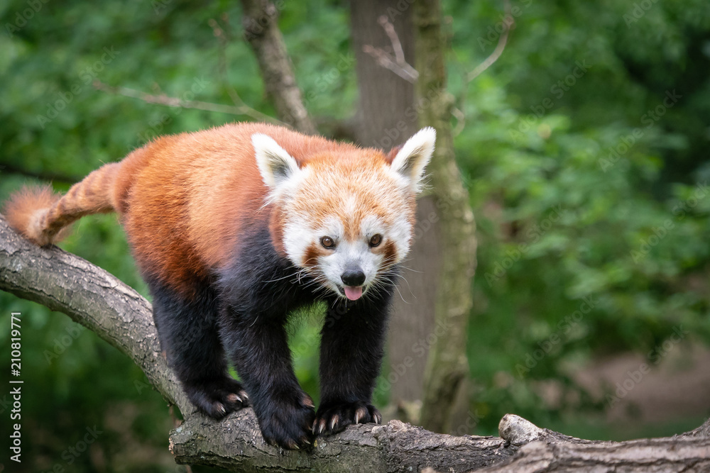 Red panda (Ailurus fulgens) on the tree. Cute panda bear in forest habitat. Red panda (Ailurus fulgens) on the tree. Cute panda bear in forest habitat.