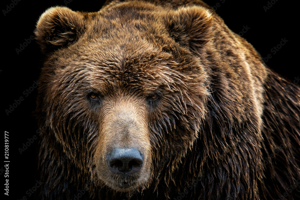 Fototapeta premium Widok z przodu niedźwiedzia brunatnego na białym tle na czarnym tle. Portret niedźwiedzia kamczackiego (Ursus arctos beringianus)