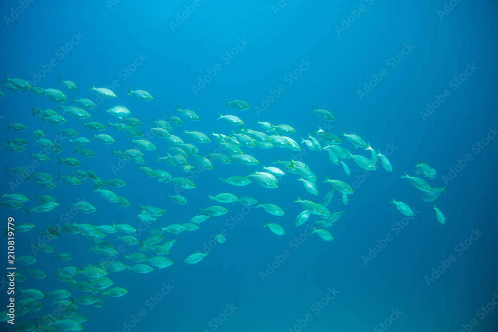 Fototapeta premium group of fish swimming