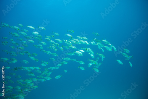 group of fish swimming