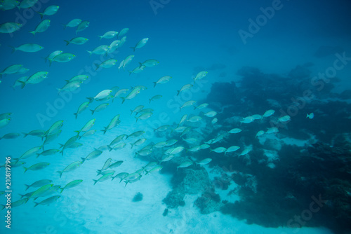 group of fish swimming in the reef