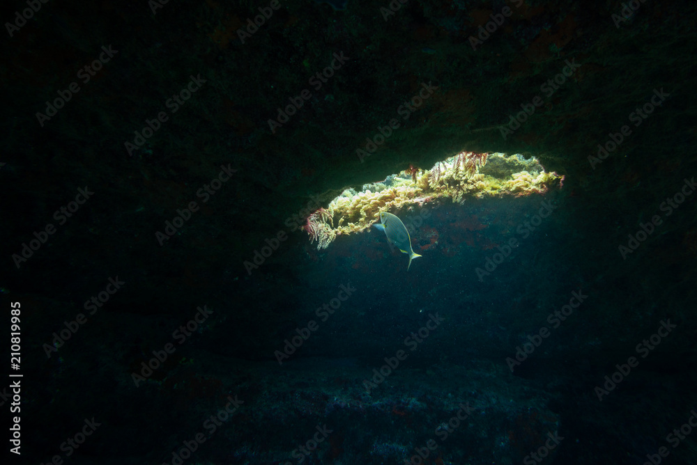 Obraz premium fish swims near an opening