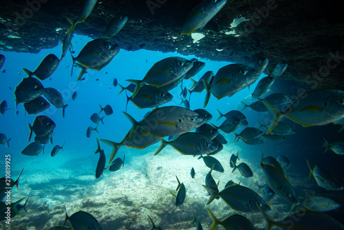 Photography group of fishes swimming
