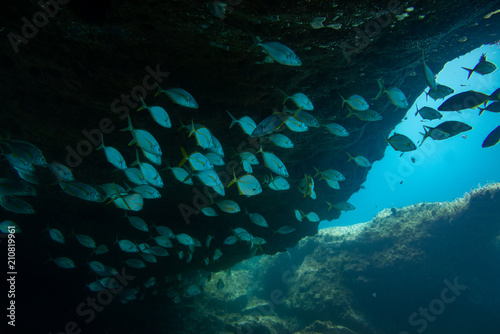 Photography group of fishes swimming