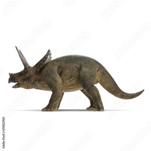 Triceratops dinosaur on white. Side view. 3D illustration