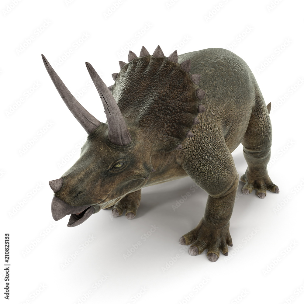 Fototapeta premium Triceratops dinosaur on white. 3D illustration