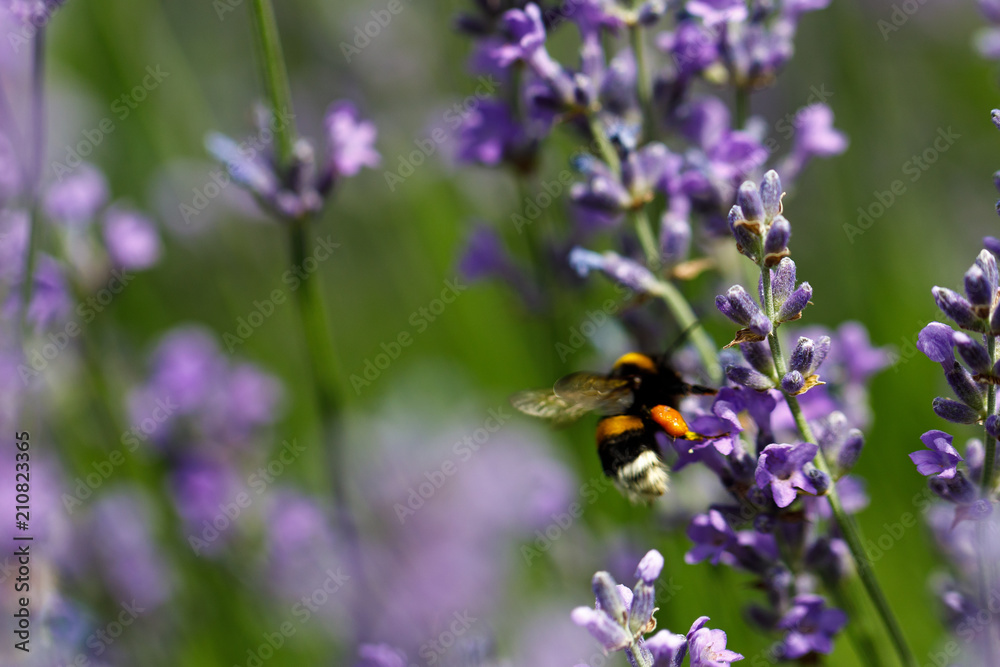 lavender flower in flower garden. lavender flower in flower garden.
