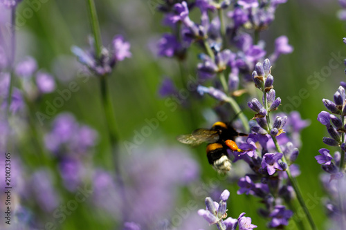 lavender flower in flower garden.