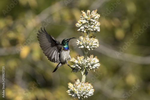 Sun-bird with open wings at a white flower on a blurred bushy background © Roedie