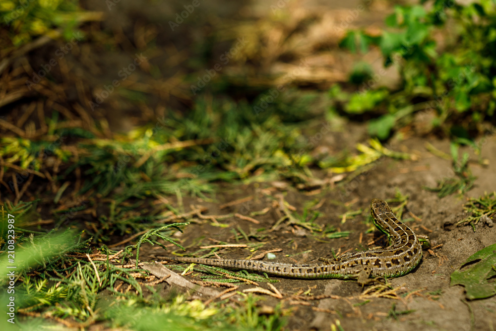 lizard in the garden lizard in the garden