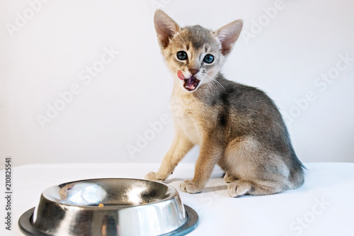 cute little Abyssinian cat sits licking his chops after eating isolated