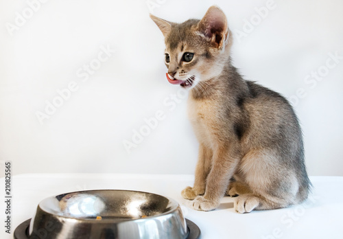 cute little Abyssinian cat sits licking his chops after eating isolated