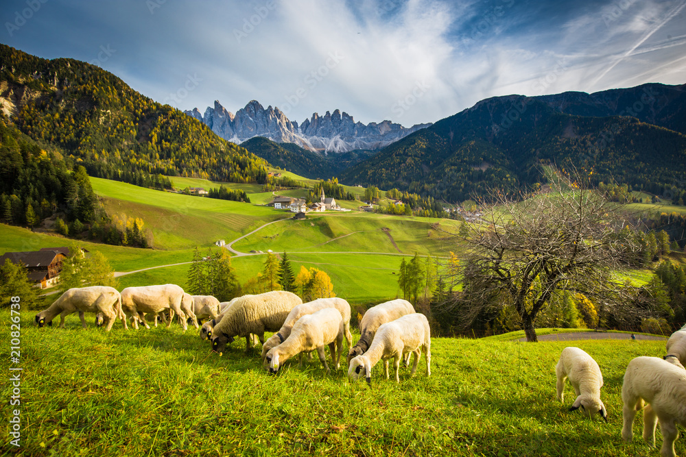 Dolomites mountain scenery with grazing sheep, Val di Funes, South Tyrol. Italy