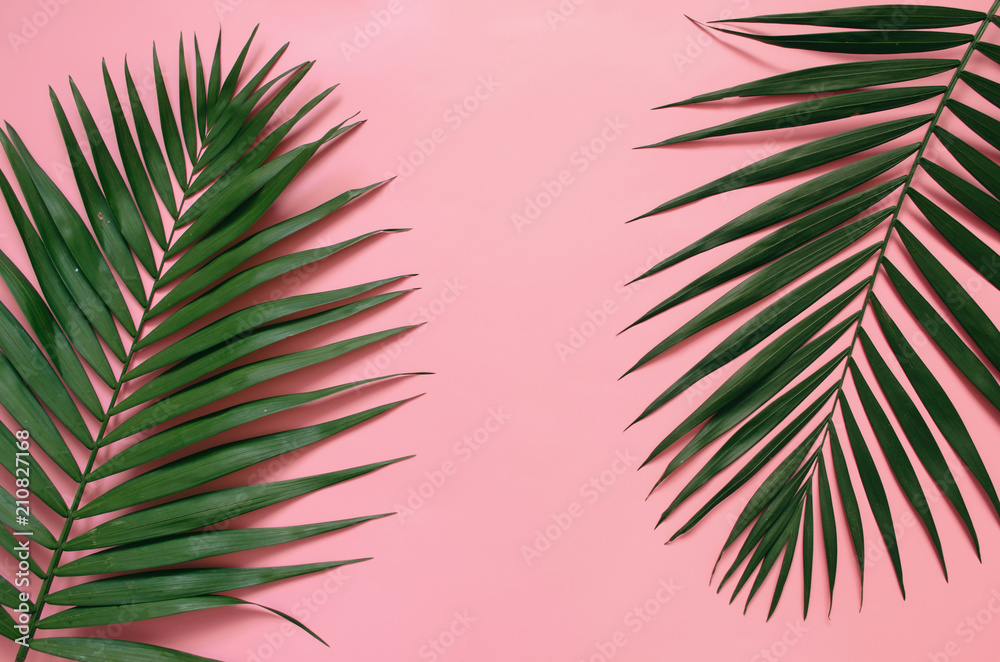 Tropical palm leaves on pastel pink background