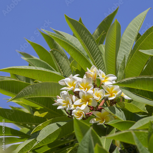 White Frangipani flower at full bloom during summer and green leaves. Plumeria tree and blue sky, Thailand