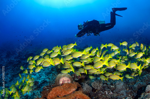 Diver and Fish photo