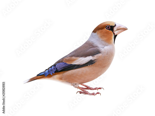 Male Hawfinch (Coccothraustes coccothraustes), isolated on white background Fototapet