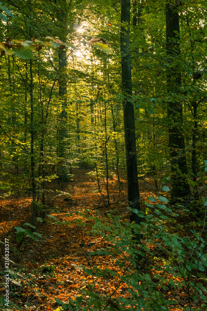 Sun shines through the forrest trees