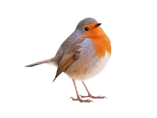 Robin (Erithacus rubecula) isolated on white background