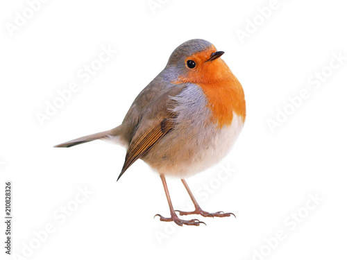 Wallpaper Mural Robin (Erithacus rubecula) isolated on white background