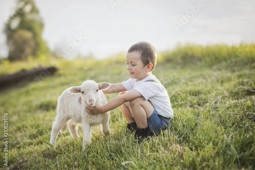little boy playing with a lamb in a field 