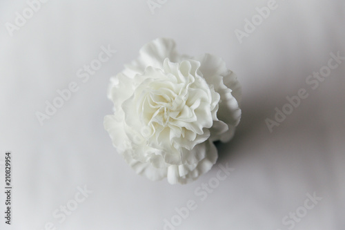 A white carnation in full bloom as seen from above on a neutral surface. photo