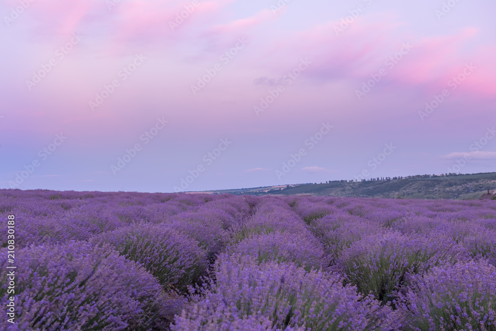 A gentle pink sunset in a lavender field. Flowering of lavender.

