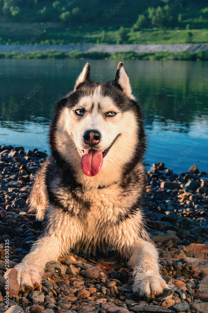 Smiling husky dog. Portrait Siberian husky with blue eyes lying on the shore against a background of blue water. Playful mood.