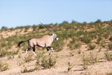 Gemsbok travel vast distances in the Kgalagadi transfrontier park in South Africa. The park is very dry desert which makes up part of the Kalahari desert system and the Gemsbok are very well adapted t