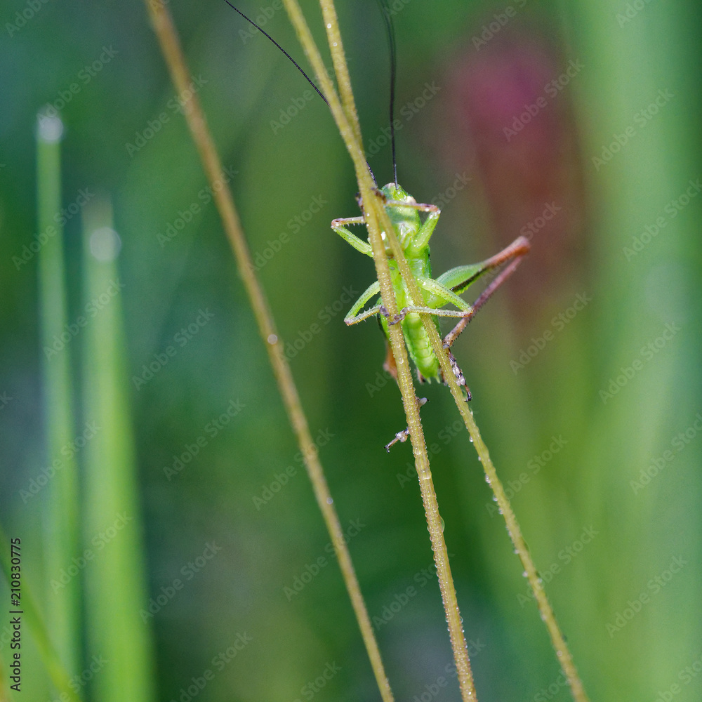 Green grasshopper in its natural environment, Danubian wetland, Slovakia, Europe Green grasshopper in its natural environment, Danubian wetland, Slovakia, Europe
