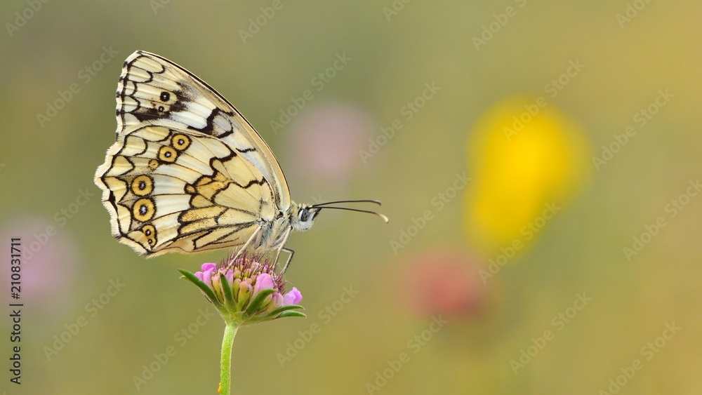 Obraz premium Melanargia larissa 27
