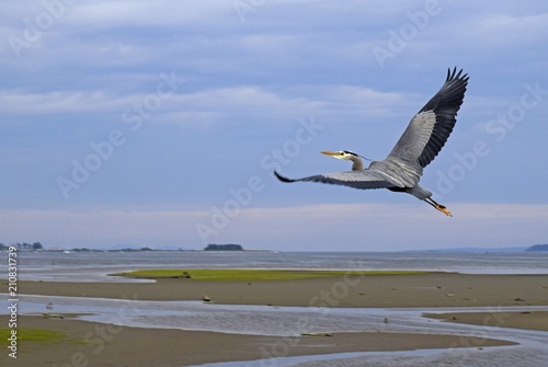 Great Blue Heron flying at the Courtenay estuary during low tide, Comox Goose Spit Park in the far background; Vancouver Island British Columbia Canada photo