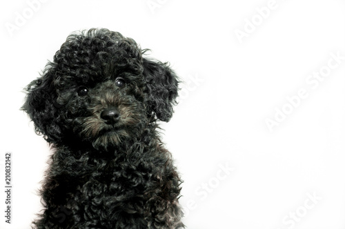 black puppy poodle on white background