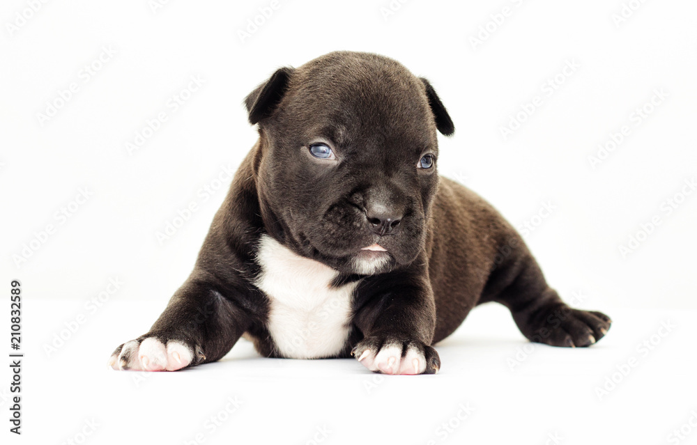 little puppy of an American Staffordshire terrier on a white background