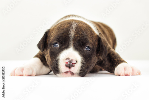 little puppy on a white background