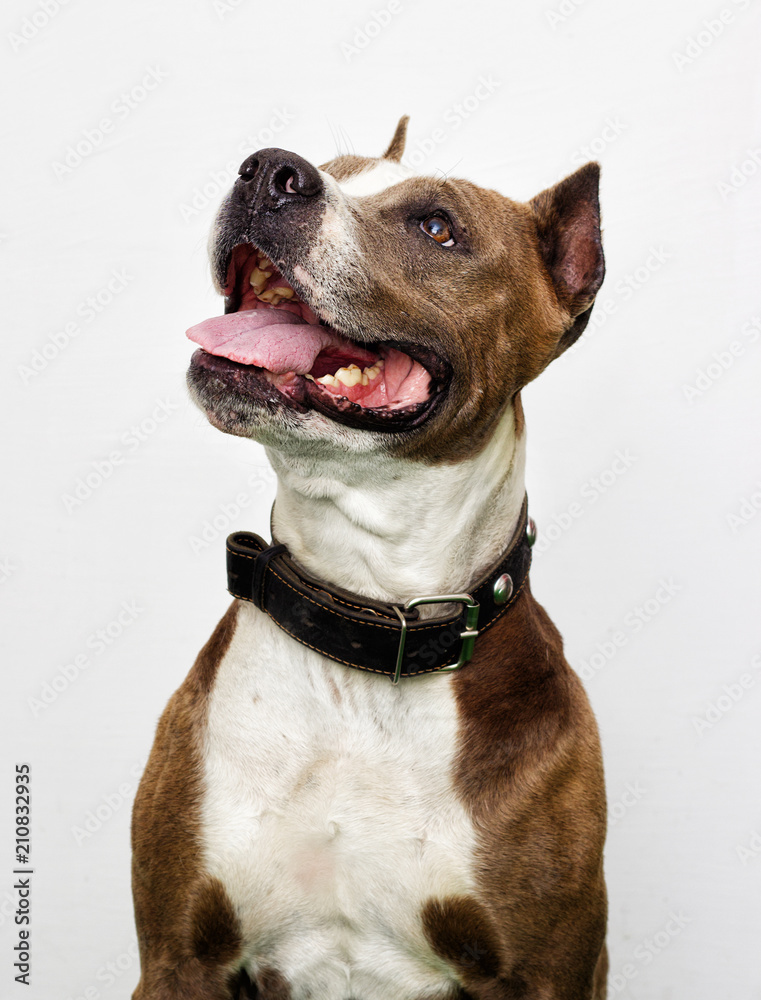 American Staffordshire Terrier dog