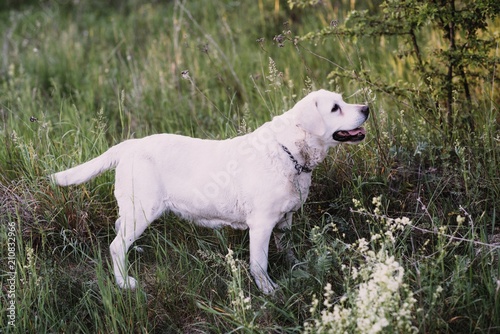 Dog, breed of labrador, lies on green grass