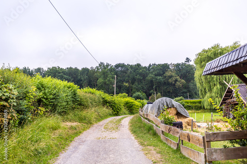 weg zum Wald photo