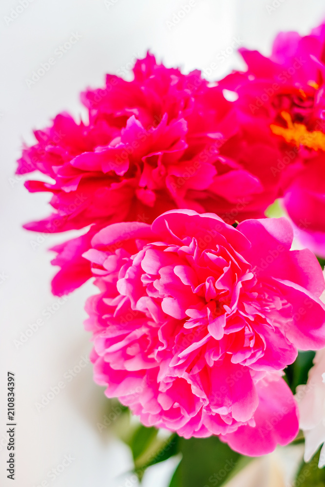 Frame of beautiful fuchsia and white peony flower bouquet on the white background. Closeup, flatlay style.