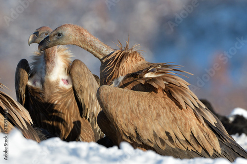 Griffon Vultures Fighting in Winter Landscape photo