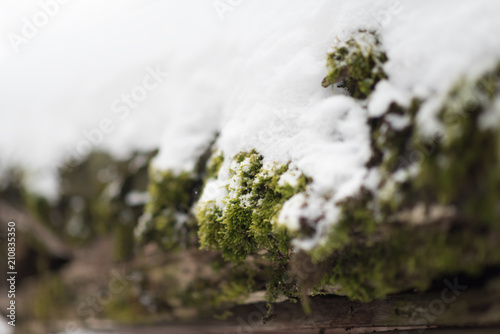 Fresh Snow On Moss On A Big Rock In The Forest