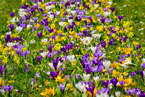 Beautiful crocuses flowers in spring