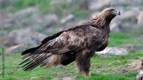 Golden Eagle Sitting on the Ground photo