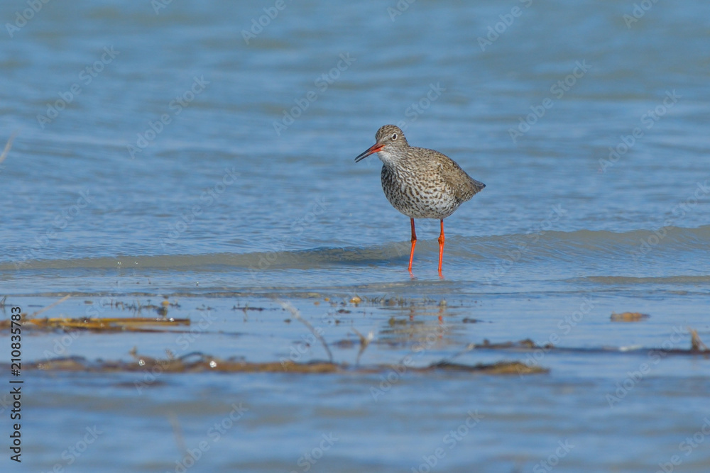 Common Redshank in shallow water Common Redshank in shallow water