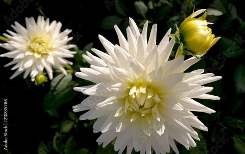 Fototapeta Naklejka Na Ścianę i Meble -  elegant dahlias at garden