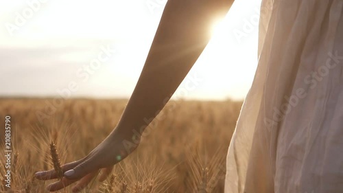 Woman in the white dress running her hand through some wheat in a field. Countryside, nature, summer