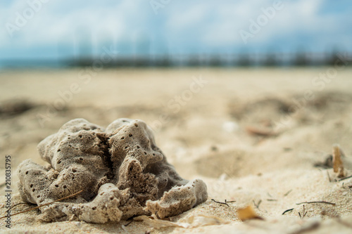 Sponge on the beach, Green Turtle Cay Bahamas